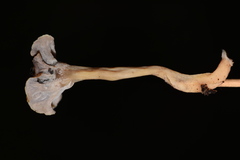 Craterellus subundulatus