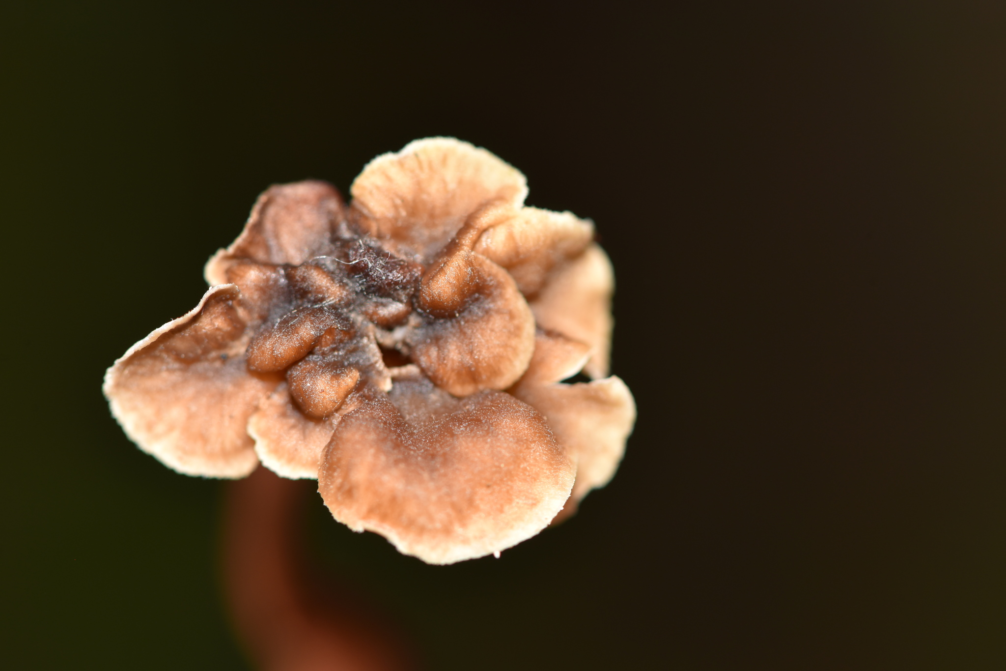 Pseudocraterellus image