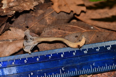 Craterellus subundulatus