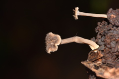 Craterellus subundulatus