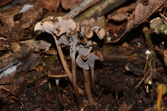 Craterellus subundulatus