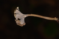 Craterellus subundulatus