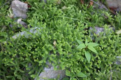 Lycopodium japonicum