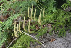 Lycopodium japonicum
