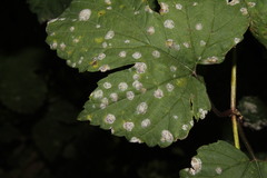 Podosphaera macularis