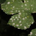 Podosphaera macularis - Photo (c) Σάββας Ζαφειρίου (Savvas Zafeiriou),  זכויות יוצרים חלקיות (CC BY-NC), הועלה על ידי Σάββας Ζαφειρίου (Savvas Zafeiriou)