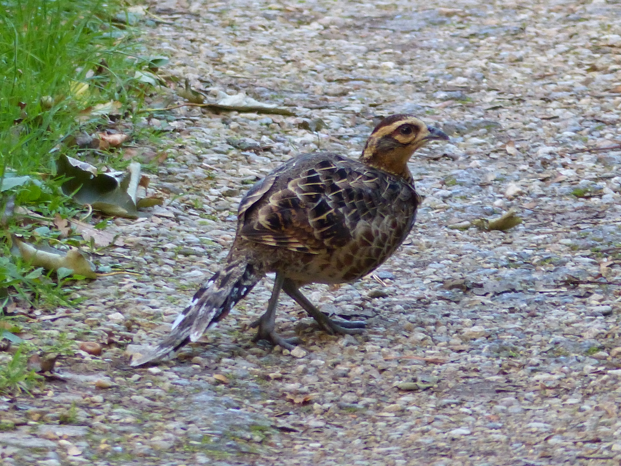 Reeves's Pheasant