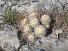 Mammillaria scrippsiana