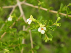 Premna mooiensis