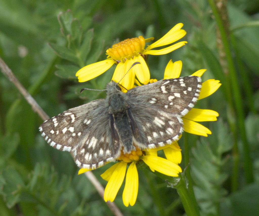 Northern Grizzled Skipper