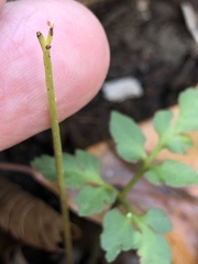 Sceptridium biternatum image
