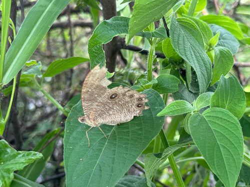 Common Evening Brown
