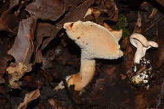 Hydnum zongolicense