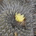 Copiapoa dealbata - Photo (c) Joey Santore, some rights reserved (CC BY-NC), uploaded by Joey Santore