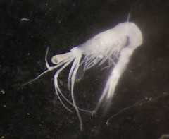 Mesopodopsis slabberi