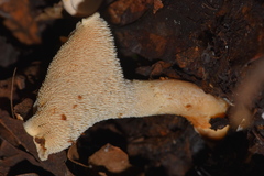 Hydnum zongolicense