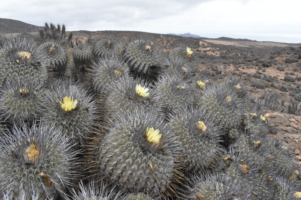 Copiapoa dealbata