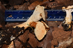 Hydnum zongolicense