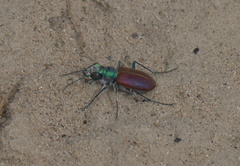 Cicindela scutellaris scutellaris