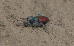 Cicindela scutellaris scutellaris