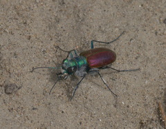 Cicindela scutellaris scutellaris