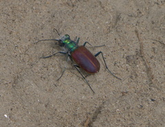 Cicindela scutellaris scutellaris