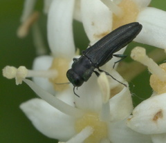 Agrilaxia flavimana