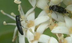 Agrilaxia flavimana