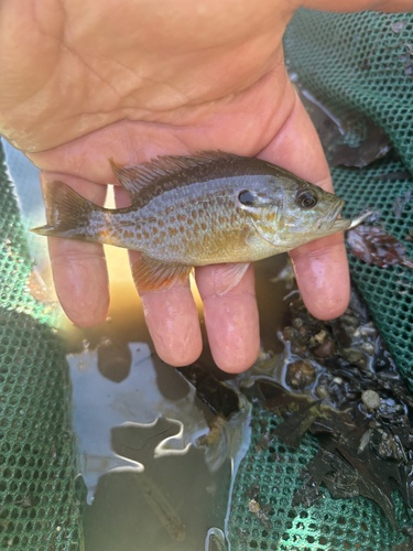 Green × Orangespotted Sunfish