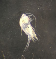 Temora longicornis