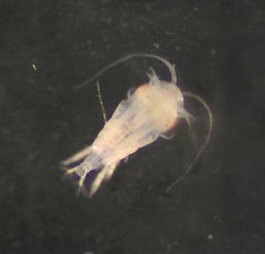 Temora longicornis