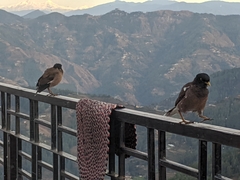 Acridotheres tristis