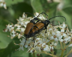 Trigonarthris atrata