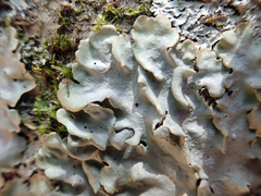 Lobaria adscripta