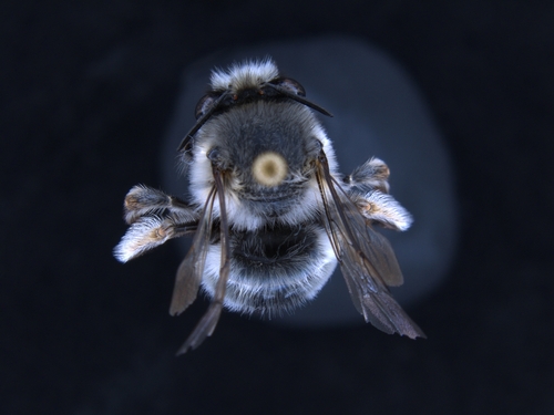 iNaturalist observation photo of Common Digger Bees