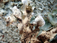 Lobaria adscripta