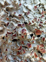 Lobaria adscripta
