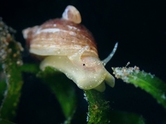 Ampullaceana balthica