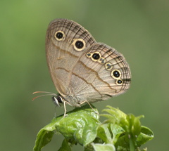 Megisto cymela cymela