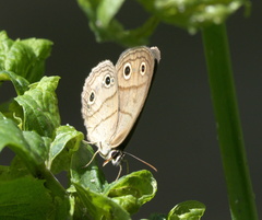 Megisto cymela cymela