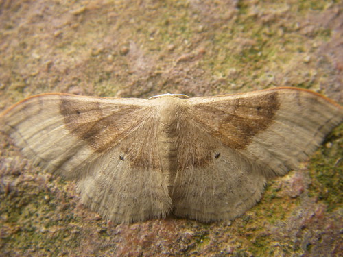 Portland Ribbon Wave