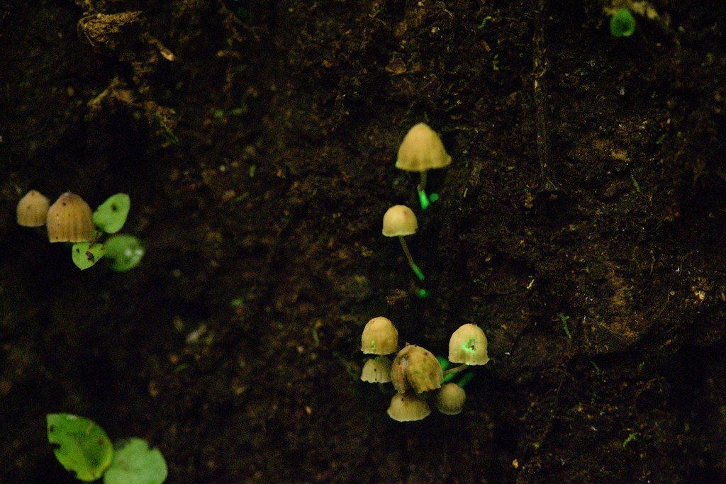 Mycena luxarbolicola