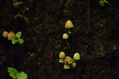 Mycena luxarbolicola