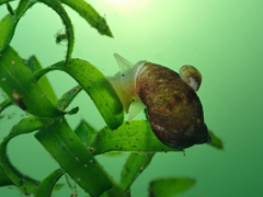 Ampullaceana balthica