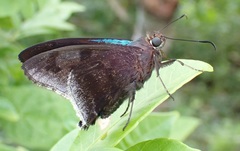 Astraptes habana