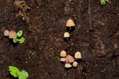 Mycena luxarbolicola