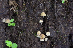 Mycena luxarbolicola
