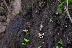 Mycena luxarbolicola