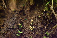 Mycena luxarbolicola