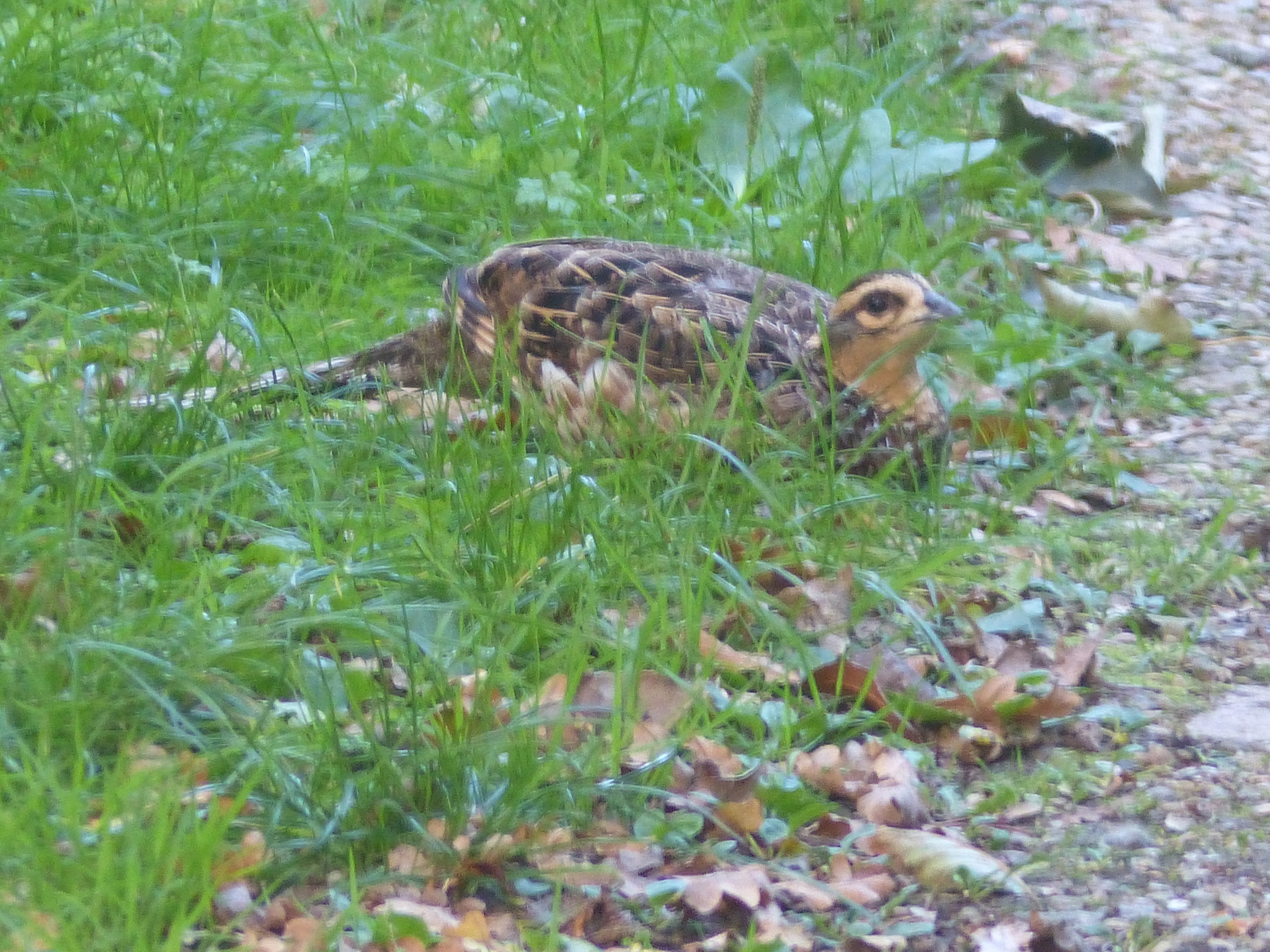Reeves's Pheasant